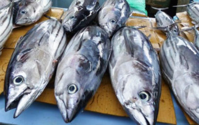 COVID-19 and its likely impact on the Tuna Industry in the Pacific Islands